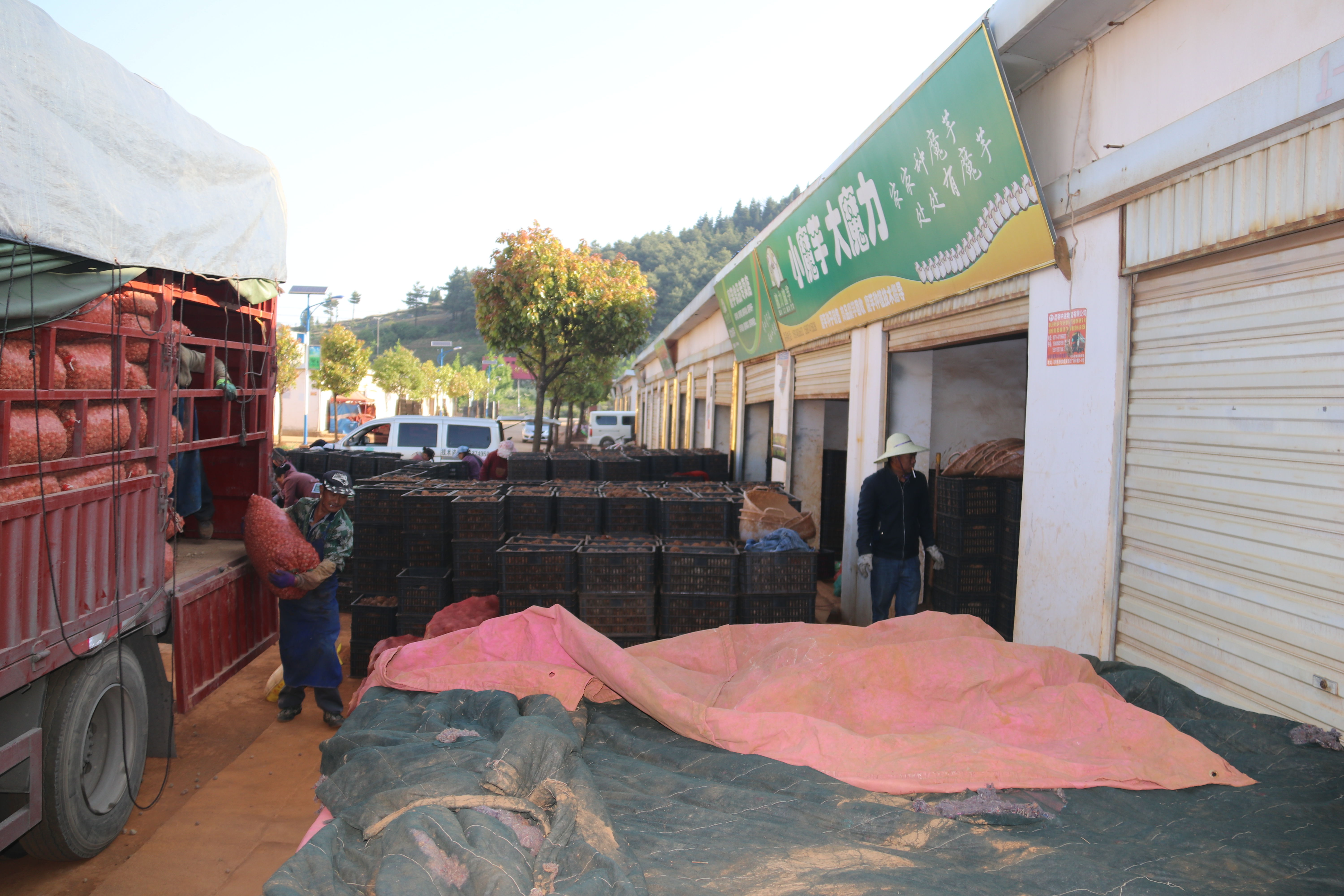 魔芋种植技术每日农经,魔芋种植与收益