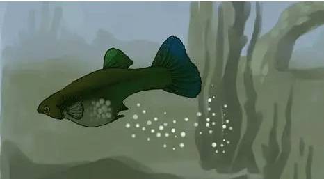 怎么判断鱼怀孕还是腹水,鱼肚子大了怎么判断怀孕