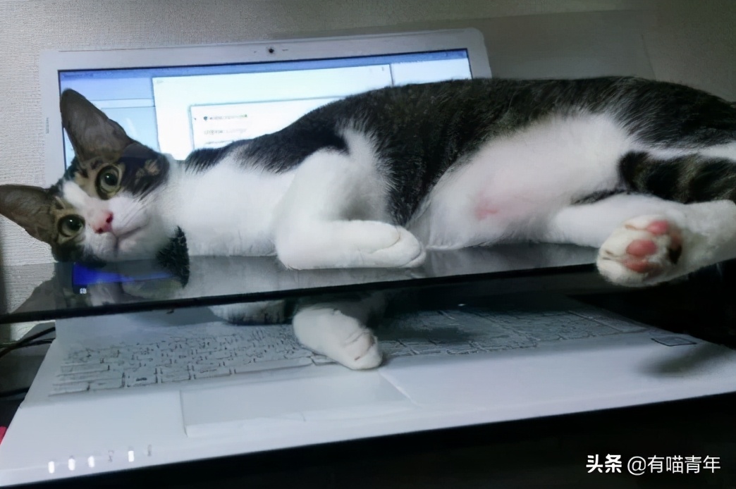 我给猫花的冤枉钱，能在广州买一套房