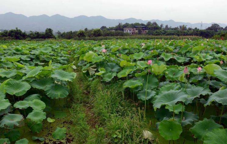 莲藕池里怎样养殖泥鳅鱼,田间泥鳅鱼养殖要具备哪些条件