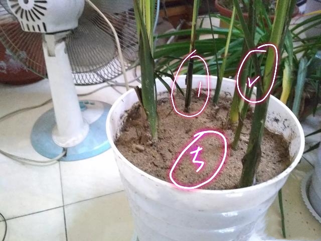 散尾葵叶子冻伤了还能活吗,散尾葵浇水过多叶子变黄怎么拯救