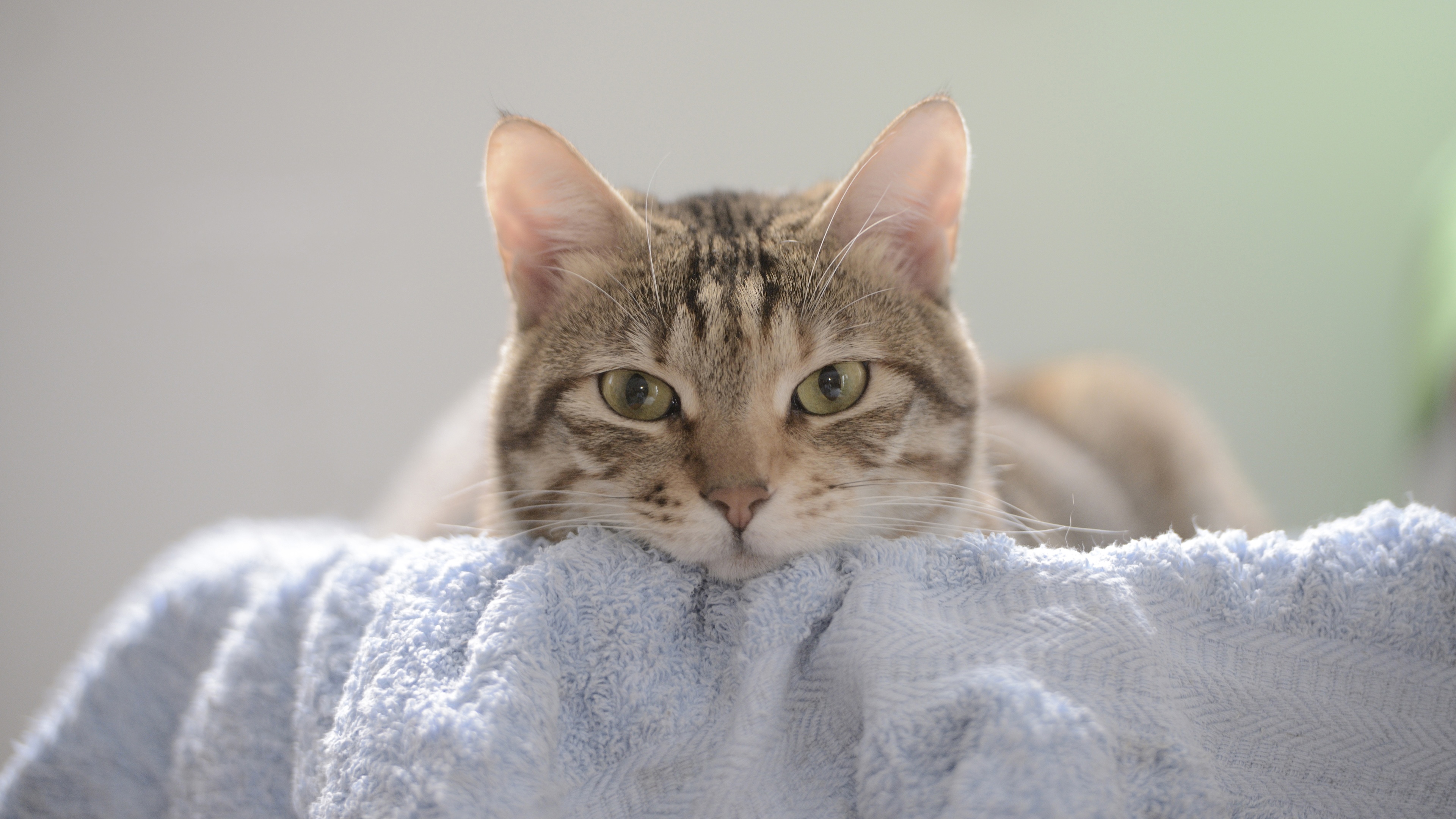 电脑桌面壁纸怎么设置,电脑桌面壁纸高清4k