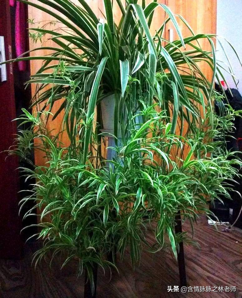 室内三种最旺家庭养植物,家居绿植哪些不适宜养