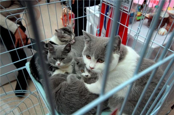 购买宠物猫前注意事项,新手买宠物猫应注意什么