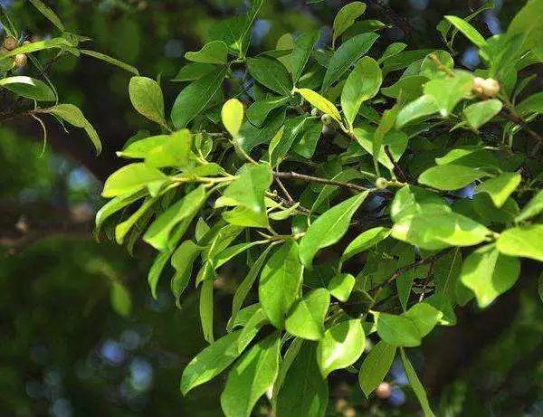 不明小虫咬后奇痒无比,咬人很痒的小黑虫有哪些