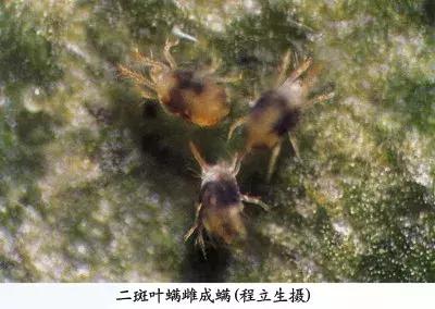 樱桃的常见病虫害及防治方法,樱桃常见虫害防治方案