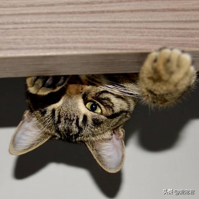 铲屎官怕仓鼠怎么办,铲屎官害怕猫呕吐