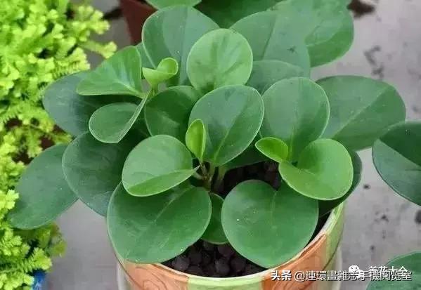 100种常见花卉植物图谱,100种花卉素描图谱