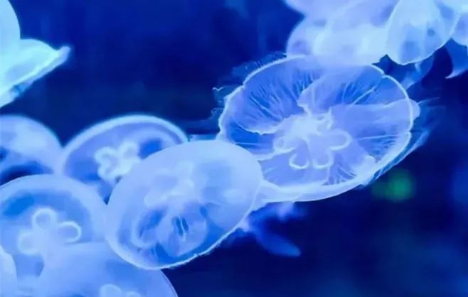 100个梦幻乐园,超2000平的梦幻王国游乐场