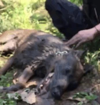 警犬执行任务牺牲训导员赶到哭了,功勋警犬山地奔袭3小时中暑晕厥