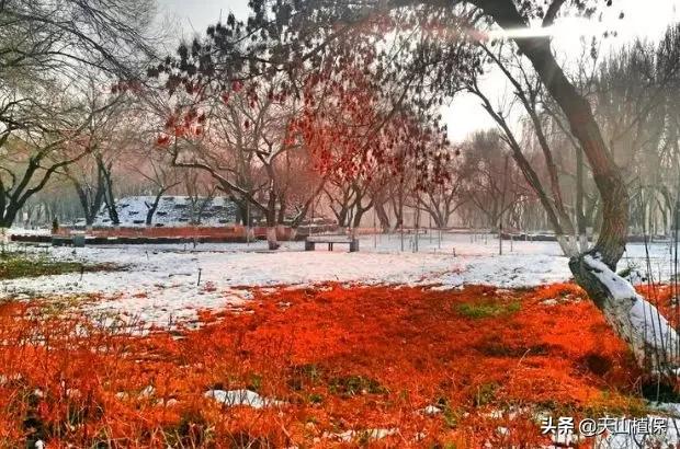 乌鲁木齐90后的南门回忆,乌鲁木齐人民公园记忆