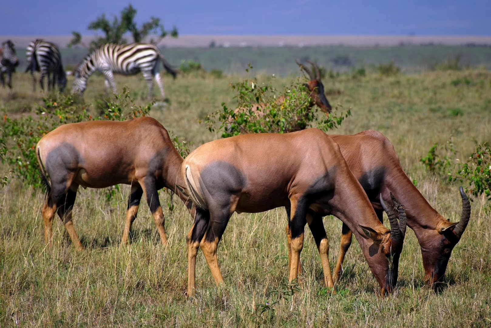 真的有天然维c吗,有必要吃维c吗