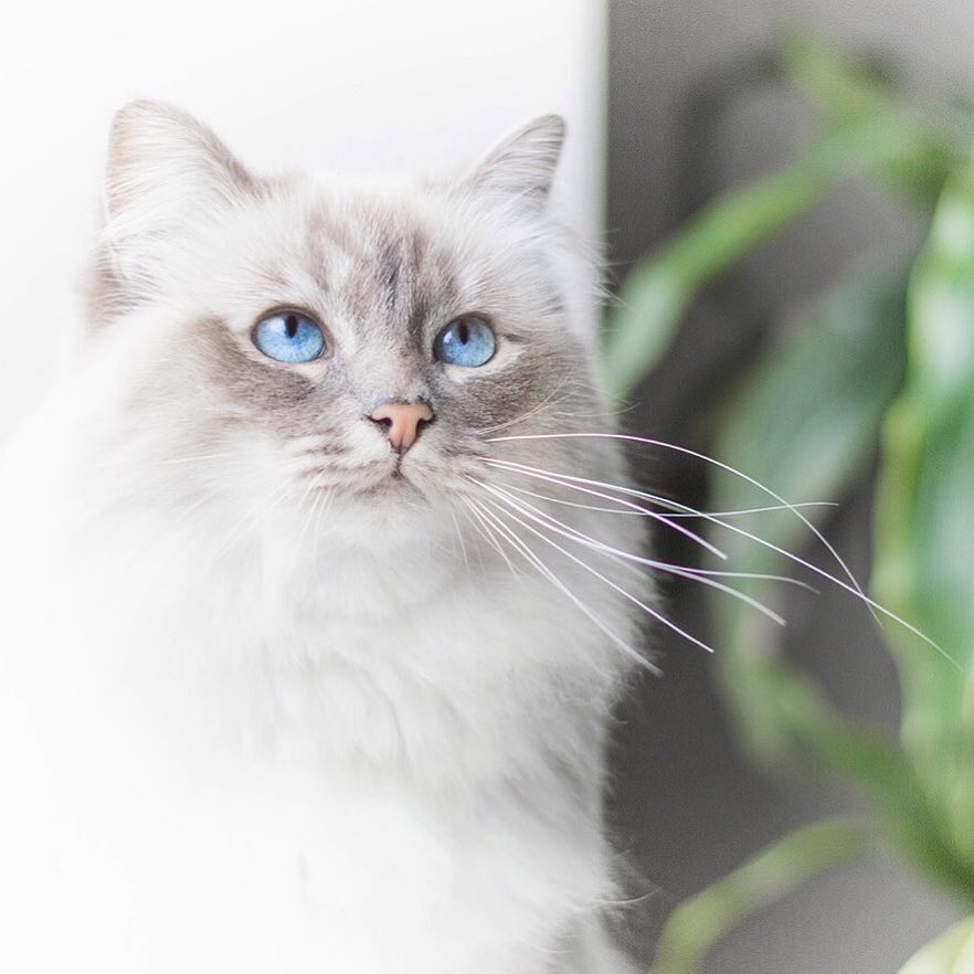 猫咪结膜炎的最佳治疗方法,猫咪结膜炎好得快的小窍门