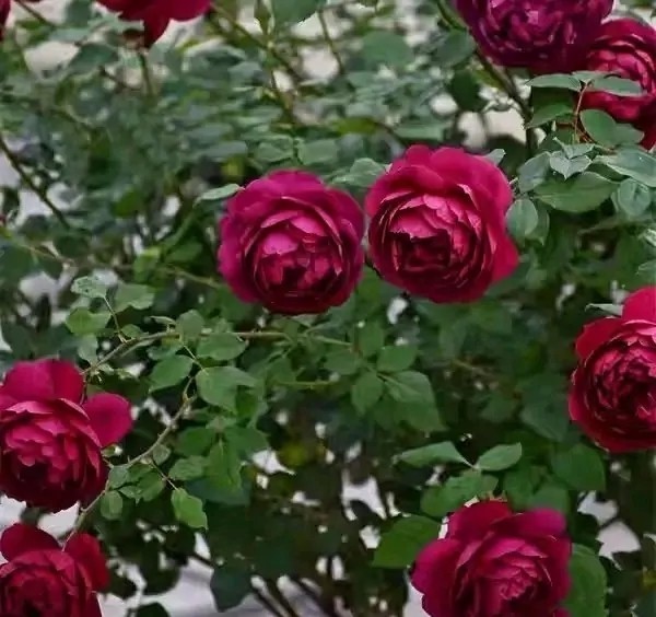 100种月季经典品种,100种经典月季品种