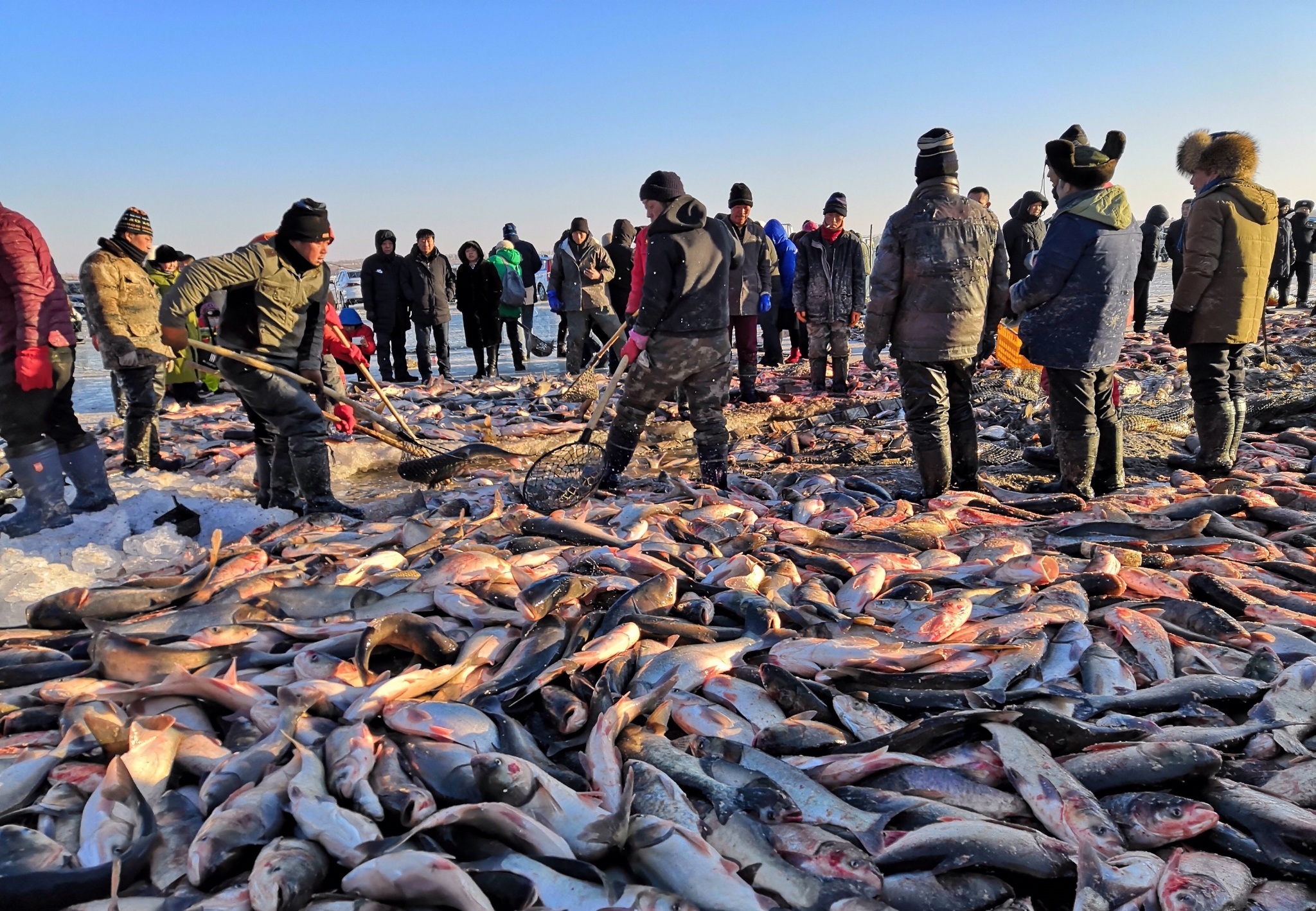 一网捞上2450公斤大黄鱼,一网打捞出957万的鱼