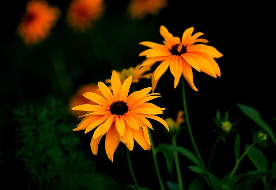 黑心菊开花持续时间,黑心菊冬天如何催花