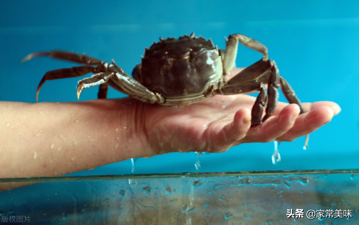全国哪里的大闸蟹最好,哪里的大闸蟹最出名最好吃