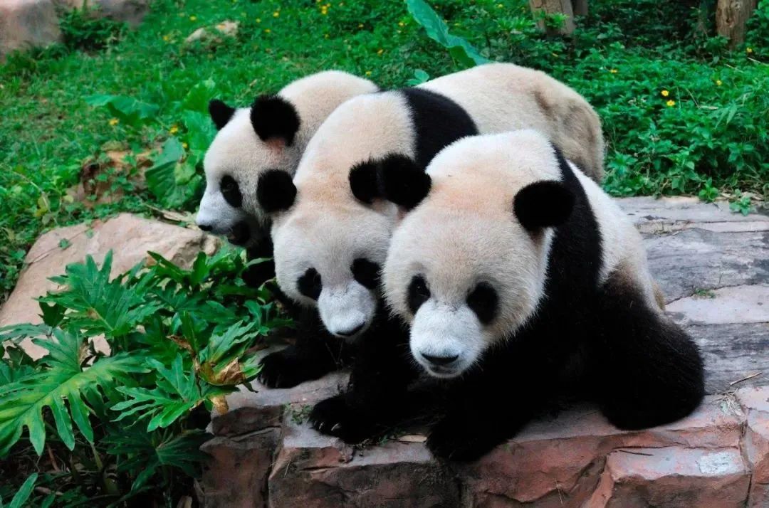 长隆野生动物世界暑假攻略,广州长隆野生动物园亲子一日游攻略