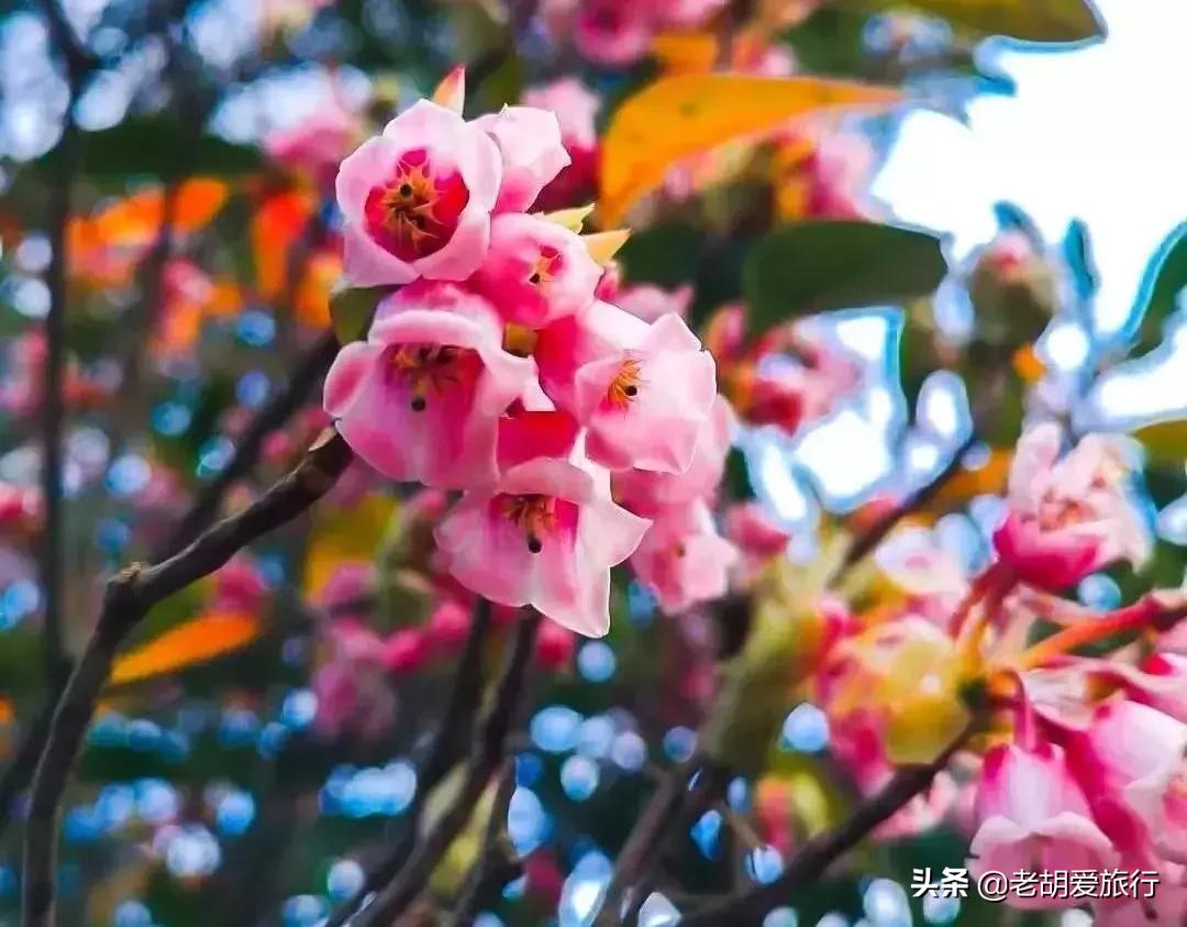 深圳不可错过的游玩地方,2022早春深圳踏青好去处