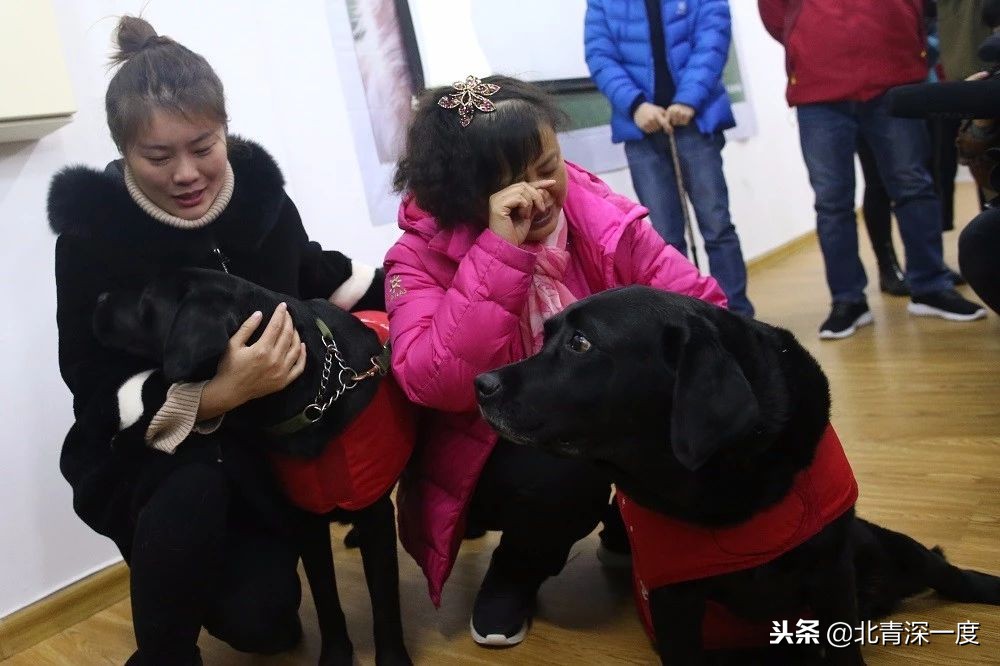 导盲犬基地为珍妮举行退役仪式,导盲犬珍妮退役交接视频