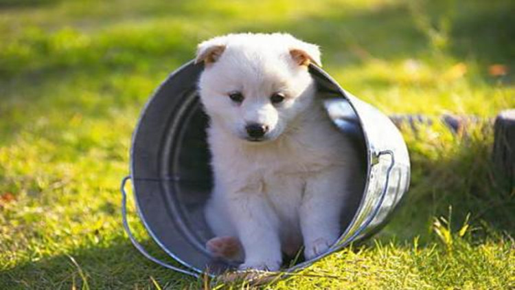 怎么样防治跳蚤最有效,怎么防治跳蚤