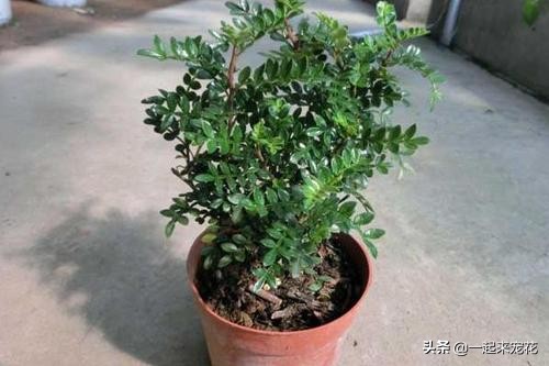 适合室内易养的树,适合家里养的开花的树