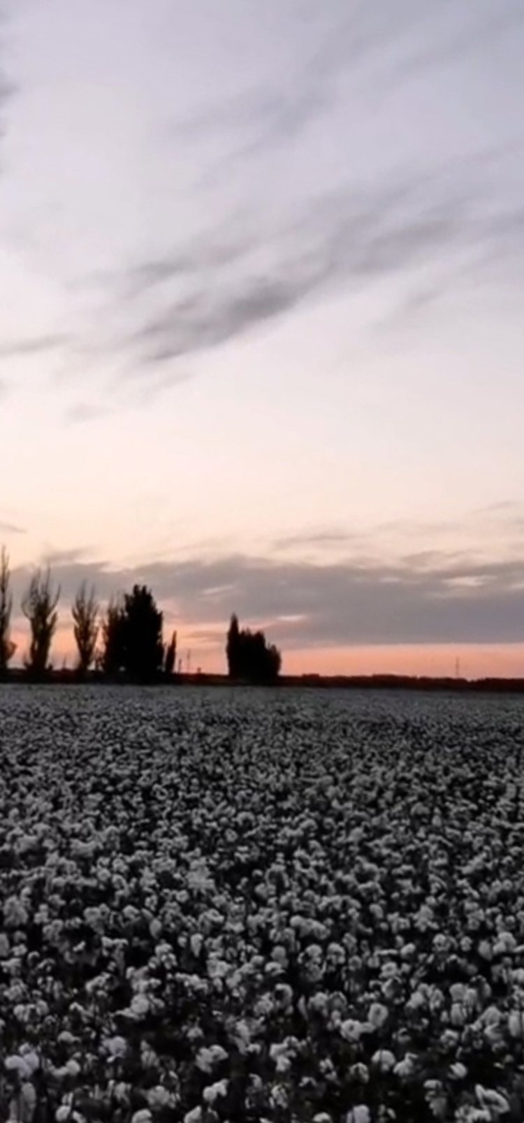 花开时节摘棉花,花开时节谁是采棉人