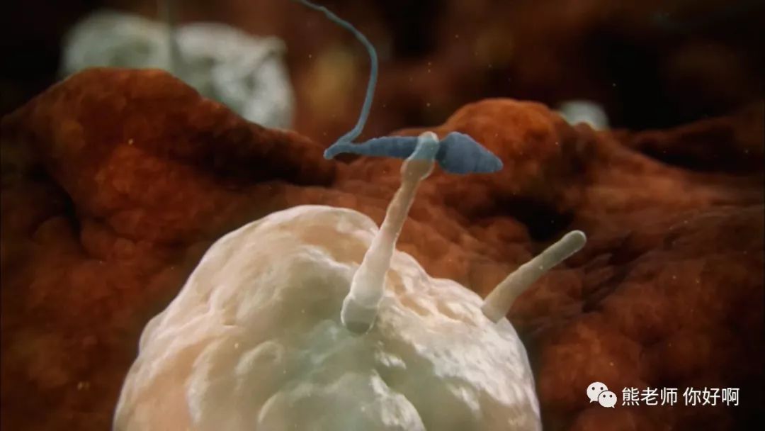 生命起源卵子,生命起源胚胎形成完整版