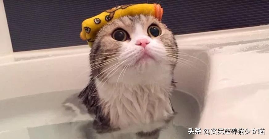 洗猫妙招,洗猫绝招