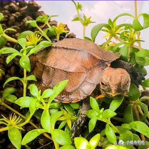 想要乌龟长得快加温到多少,安缘龟断尾有什么影响