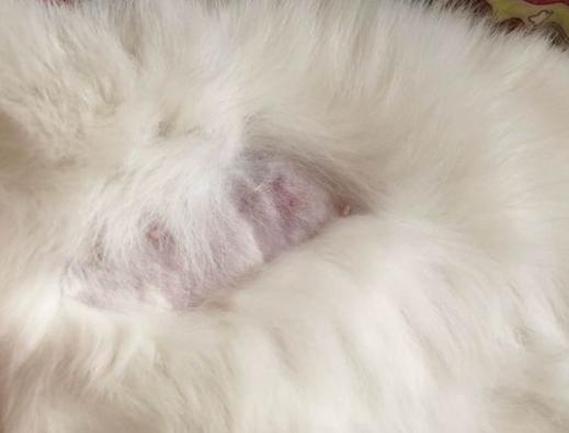 猫咪乳腺溃烂会自己好吗,猫咪乳腺有结节病变