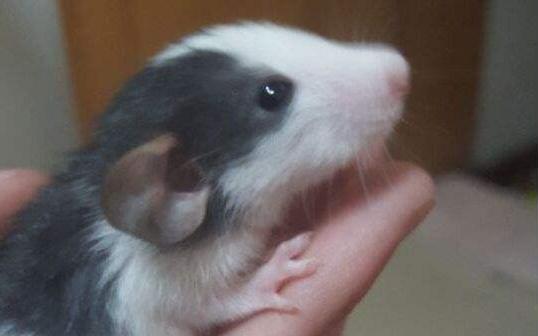 上大学宿舍适合养的小动物,适合独居女生养的小动物