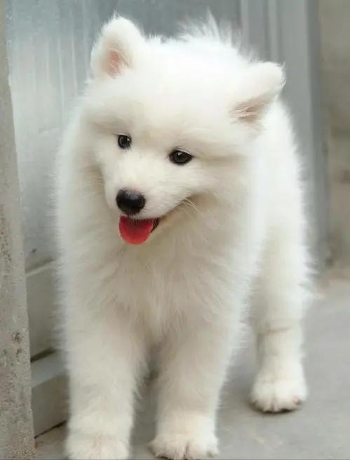 萨摩耶七个月的狗狗拉稀怎么回事,萨摩耶总是拉稀是怎么回事