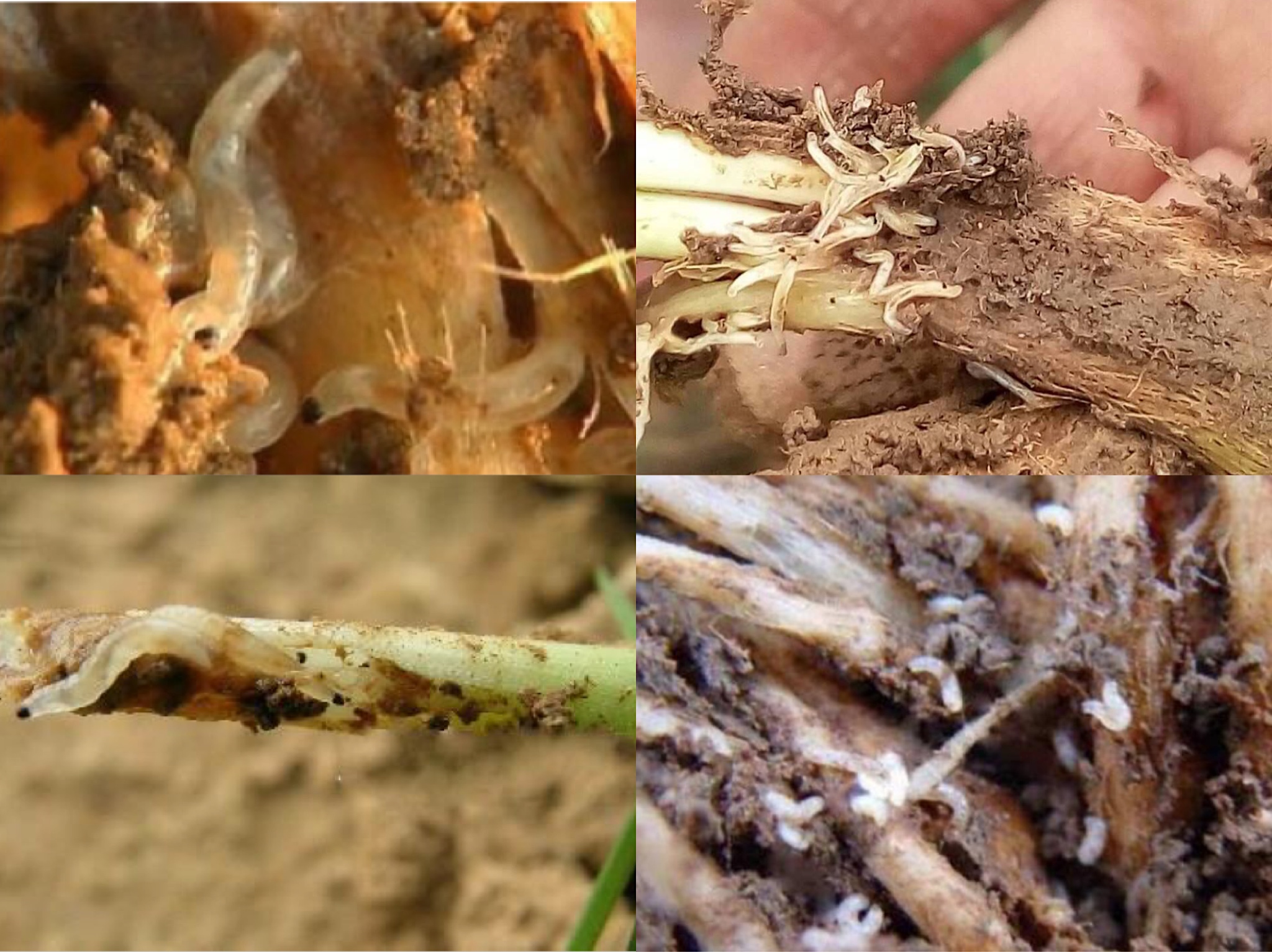 韭菜防治根蛆的最佳方法,韭菜根种植怎样防虫