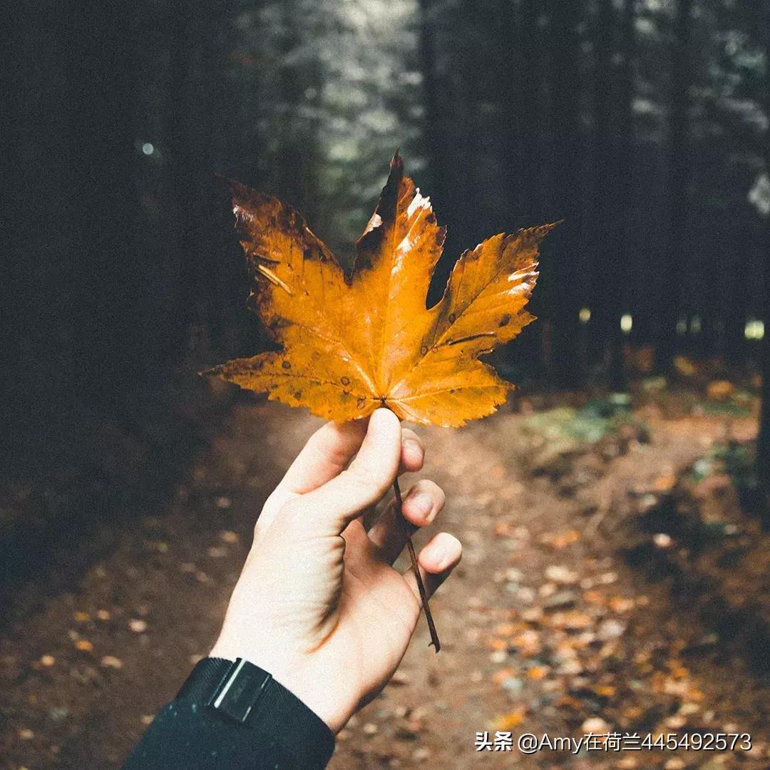 amy澳洲代购,amy德国代购奶粉