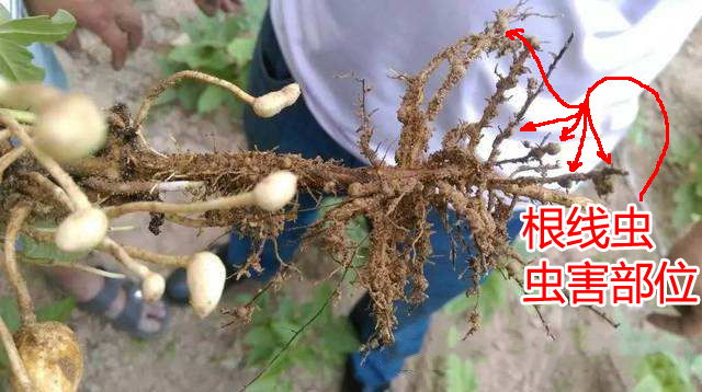 种的花生地里长满了野草,种植花生芽长白毛怎么处理