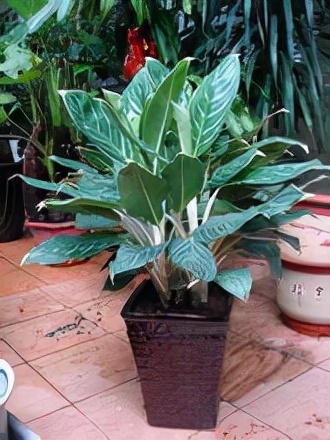 如何选择家中花卉植物盆栽,家庭常见的盆栽花卉的养护与管理