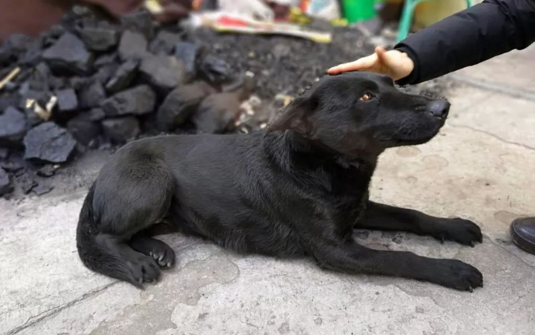 狗贩子收老狗怎么处理,九年高龄的老狗会被狗贩子卖到哪