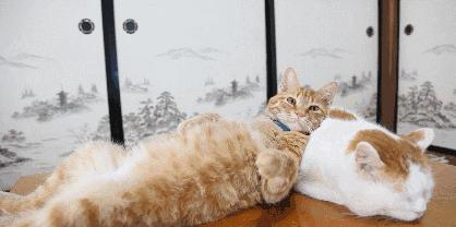 小猫和人一起睡觉有哪些危害,猫跟人一起睡会被压死吗