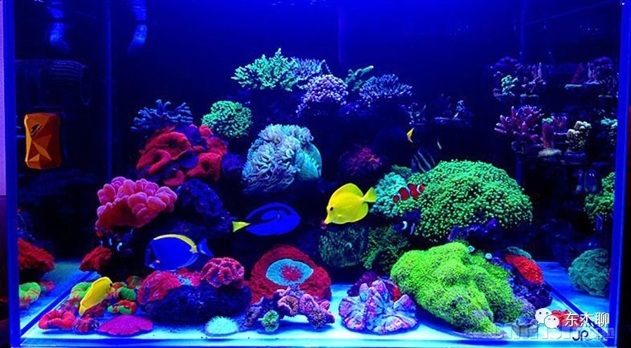 海缸最好的过滤系统,海缸推荐用什么过滤器