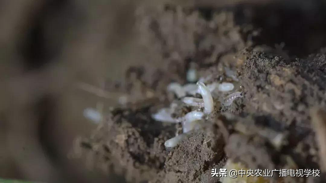 农广天地蛴螬养殖技术,韭蛆怎么防治最好