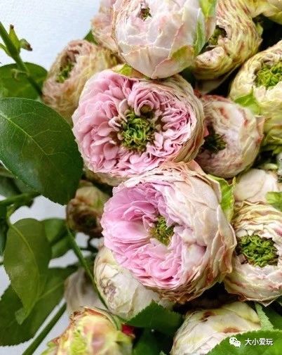 过年必逛花卉市场,北京值得去的花卉市场