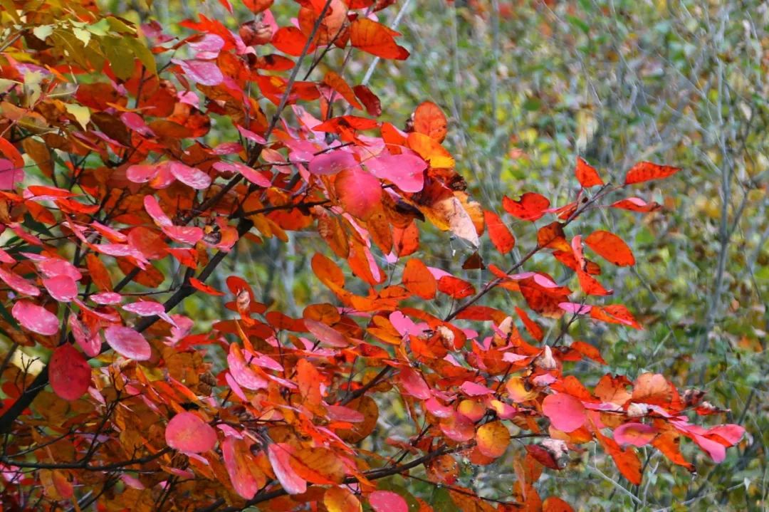 老君山上的树木品种有哪些,老君山观赏红叶的最佳地