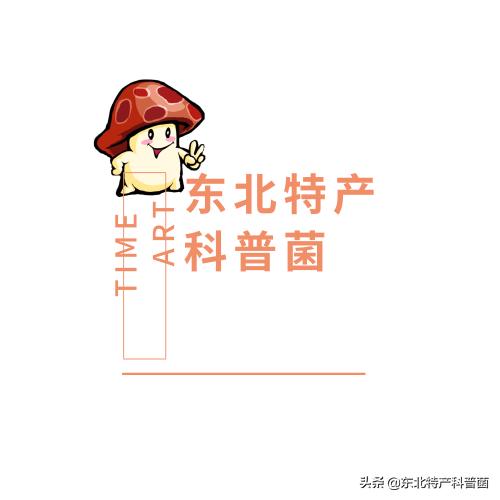 采摘松子一般多少钱一斤,松子树采摘松子