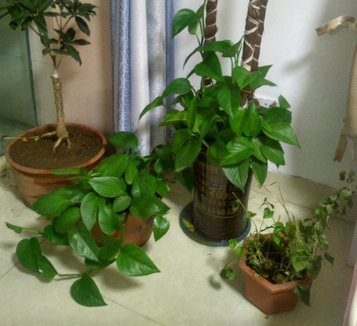 绿萝养得太旺盛了怎么办,绿萝养了一年不长怎么办