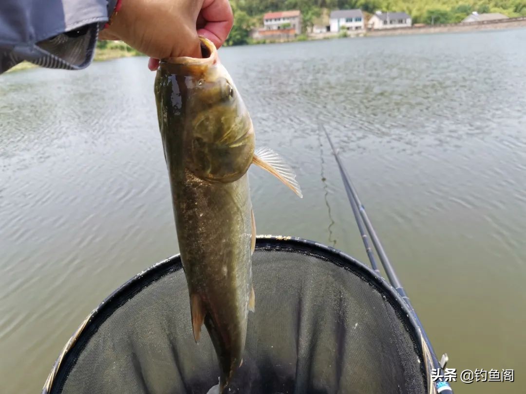 钓鲢鳙忽上忽下怎么办,钓鲢鳙上下浮动该怎么抓口