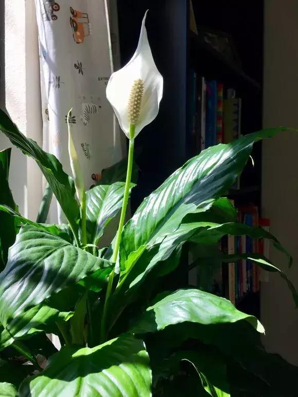 马蹄莲和白掌红掌的区别,马蹄莲和白掌哪个更加珍贵