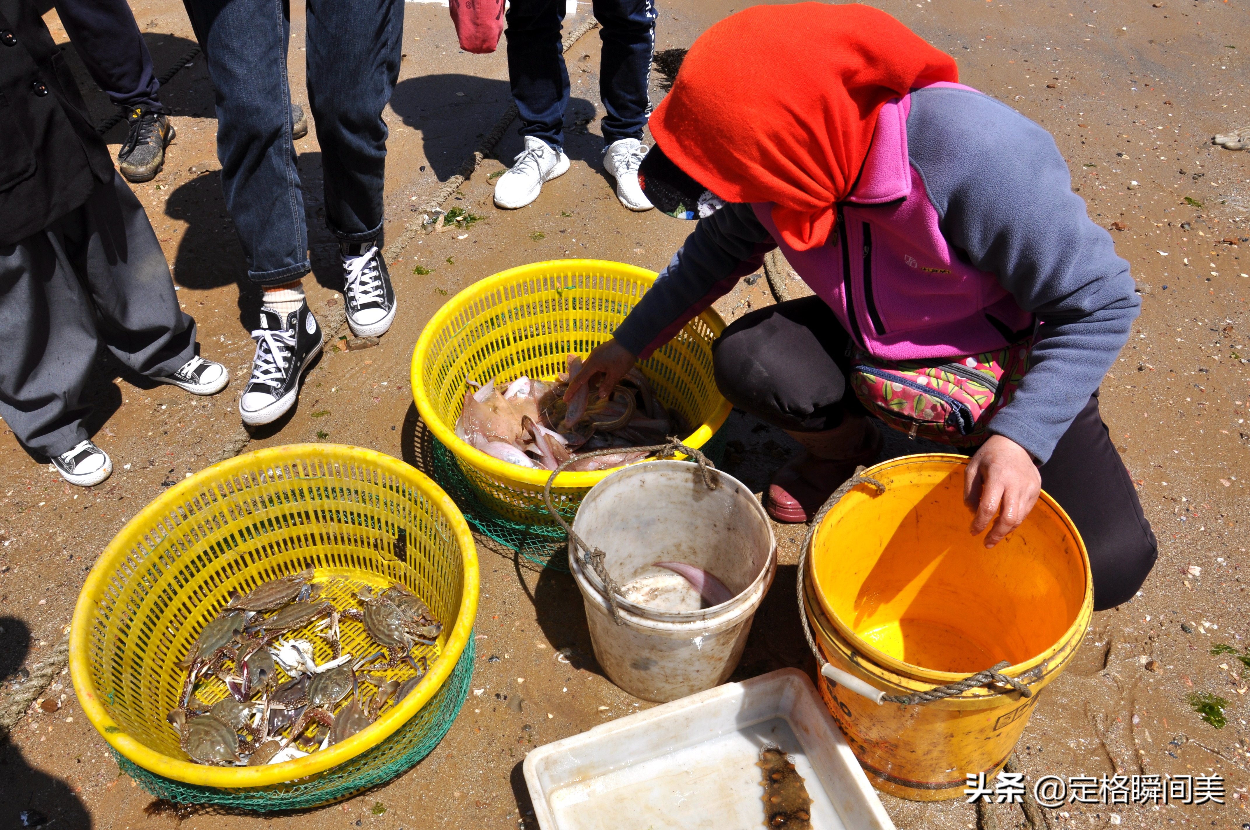 青岛纯野生海参深海海参冷冻即食,青岛纯野生海参