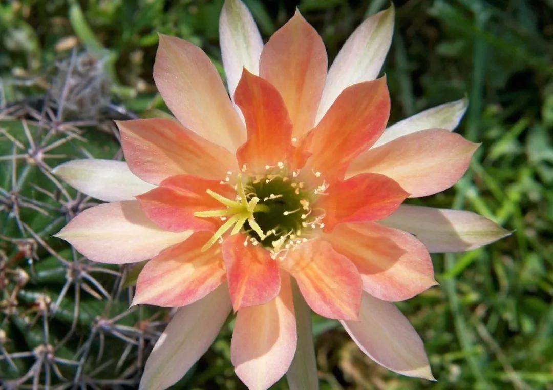 100种仙人球花图片,100种仙人球的品种视频