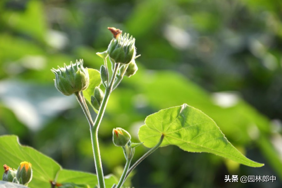 苘麻子有多少名字,苘麻学名叫什么